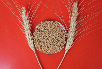 Cemre Ekmeklik Buğday