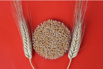 Eyyubi Makarnalık Buğday